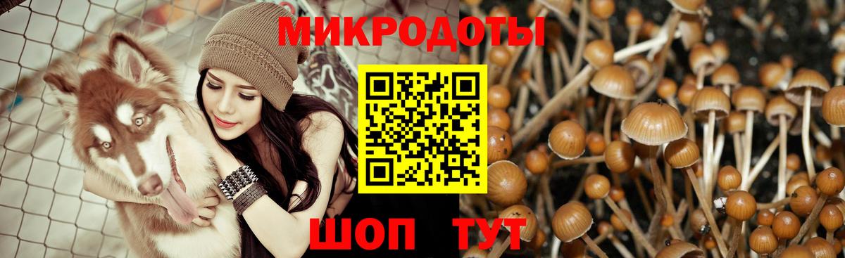 как найти закладки  Галлюциногенные грибы мицелий  Вход с VPN  Видное  Псилоцибиновые грибы Psilocybe 